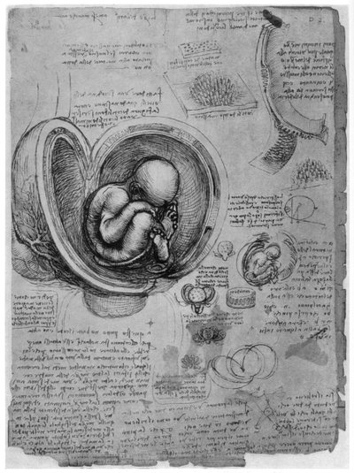 Anatomisk skiss av ett mänskligt foster i livmodern, c1510 1954 av Leonardo da Vinci