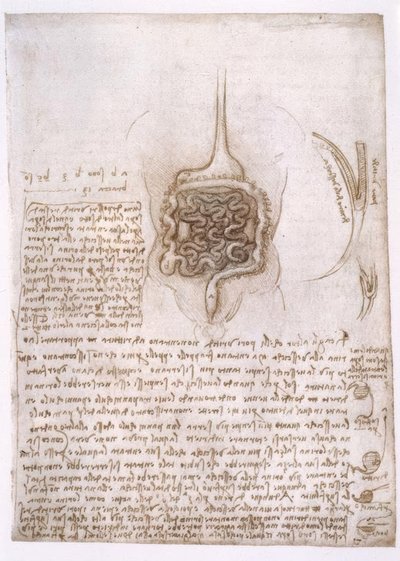 Anatomiestudien av Leonardo da Vinci