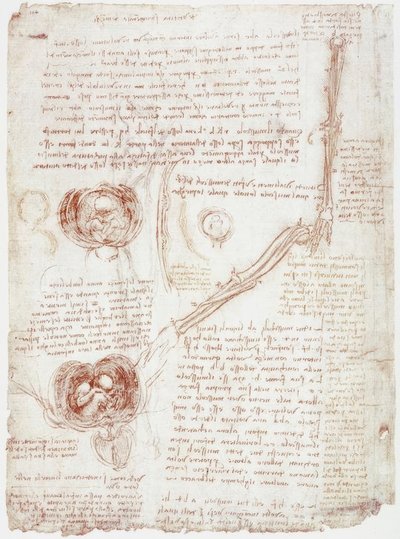 Anatomistudier: armbågsledens rörelse / foster i livmodern av Leonardo da Vinci