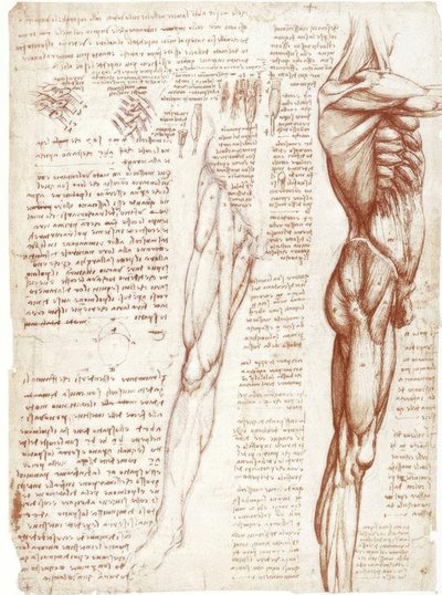 Anatomistudier: Muskulaturen i bål och ben av Leonardo da Vinci