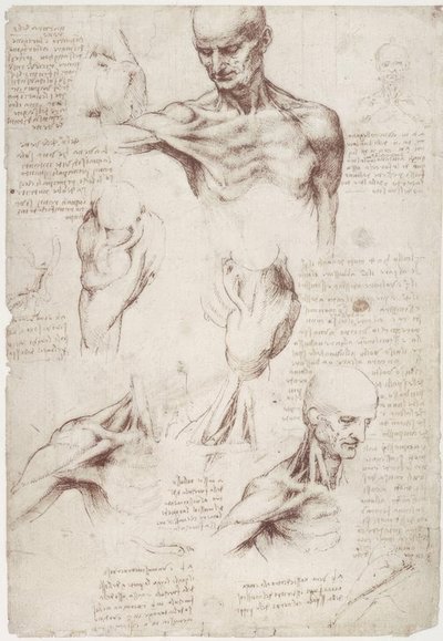 Anatomistudier: ytmusklerna i nacke och axel av Leonardo da Vinci