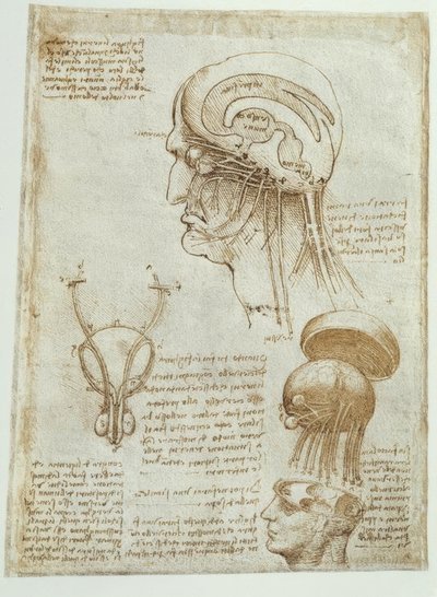 Anatomistudier: hjärna, ventriklar och kranialnerver/man av Leonardo da Vinci