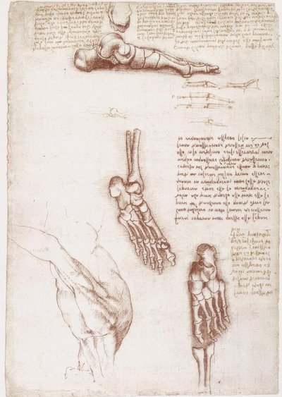 Anatomistudier: axelns ytanatomi / fotens ben av Leonardo da Vinci