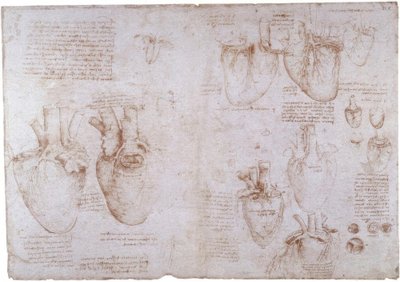 Anatomistudier: Ytådror ... av Leonardo da Vinci