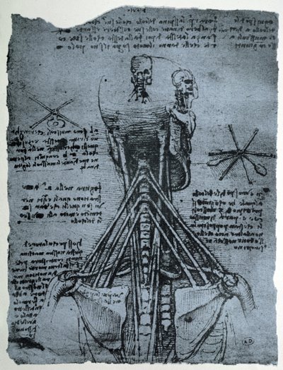 Benstruktur av den mänskliga nacken och axeln, faksimilkopia av Leonardo da Vinci