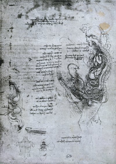 Coition of Hemisected Man and Woman, faksimilkopia av Leonardo da Vinci