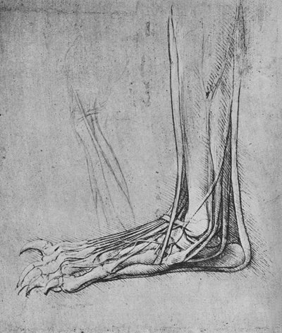 Dissektion av en björnfot till vänster, c1480 1945 av Leonardo da Vinci