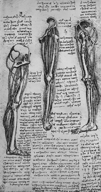 Teckningar av ett vänsterben som visar ben och senor, c1480 1945 av Leonardo da Vinci