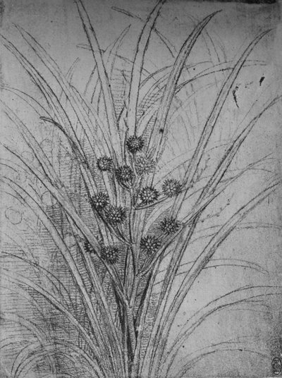 Blommande rusar, c1480 1945 av Leonardo da Vinci