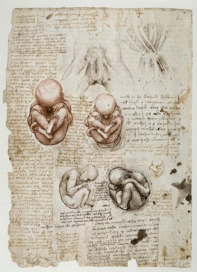 Foster i livmodern av Leonardo da Vinci