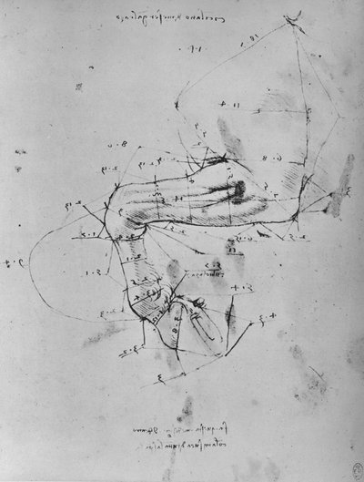 Uppmätt teckning av en hästs nära framben, c1480 1945 av Leonardo da Vinci