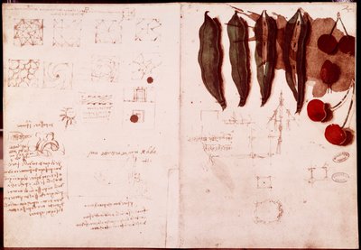 Anteckningar och skisser av botanik och geometri. Ritning på dubbelsida av manuskript av Leonardo da Vinci (Leonardo da Vinci) (1452-1519) av Leonardo da Vinci