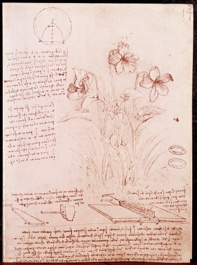 Anteckningar och skisser av botanik och geometri: narcisser. Ritning på dubbelsida av manuskript av Leonardo da Vinci (Leonardo da Vinci) (1452-1519) av Leonardo da Vinci