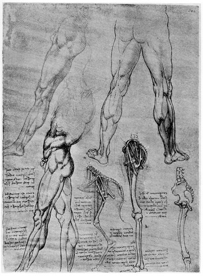Studier i jämförande anatomi, 1506-1507 1954 av Leonardo da Vinci
