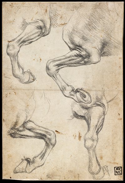 Studier av hästens ben av Leonardo da Vinci