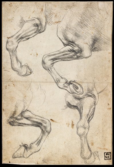 Studier av hästars ben av Leonardo da Vinci
