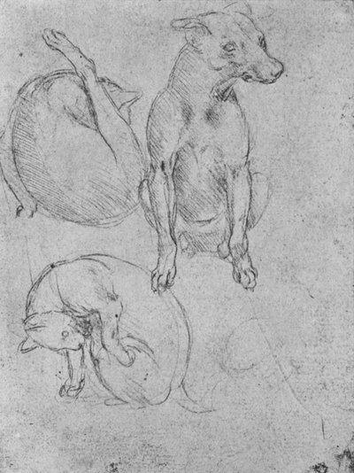 Studier av en hund och en katt, c1480 1945 av Leonardo da Vinci