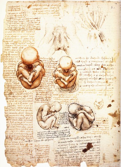 Studier av fostret som konstnären antingen föreställer sig genom observation vid kejsarsnitt eller från ett lik amp; strukturen hos könsorganen och bäckenmusklerna hos kvinnor/en kvinna. av Leonardo da Vinci