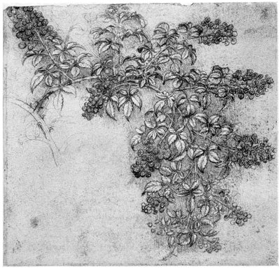 Studie av en björnbärsgren, sent 1400-tal eller tidigt 1500-tal 1954 av Leonardo da Vinci