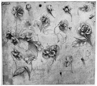 Studie av blommor, c1481-1483 1954. av Leonardo da Vinci