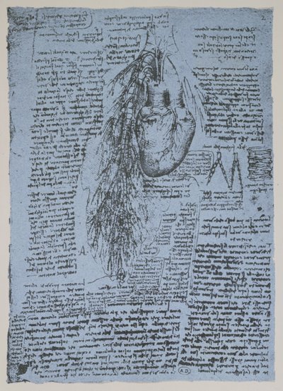 Hjärtat och bronkialartärerna, faksimil av Windsor-boken (penna och bläck på papper) av Leonardo da Vinci
