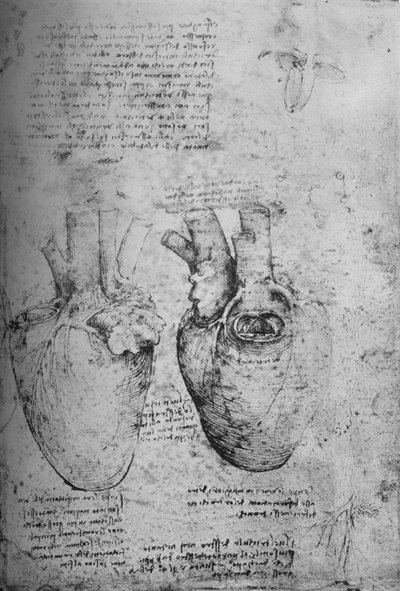 Två teckningar av hjärtat, c1480 1945 av Leonardo da Vinci