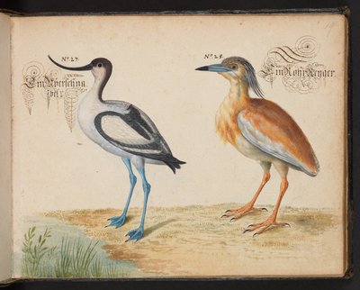 Lägg till 6485 f.19 Avocet och Squacco Heron av Leonhard Baldner