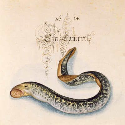 Lägg till 6485 f.50 Sea Lamprey av Leonhard Baldner