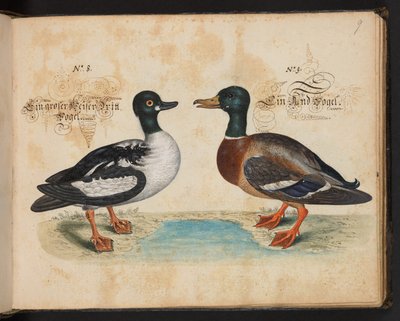 "En exakt naturlig beskrivning och avgränsning av vattenfåglar, fiskar, fyrfotade bestar, insekter och maskar, som finns i vattnet vid Strassburg [Strasbourg], som jag själv sköt och hanterade. Leonard Baldner, Fisher and Citizen i Strassburg ", c av Leonhard Baldner