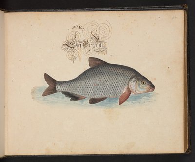 "En exakt naturlig beskrivning och avgränsning av vattenfåglar, fiskar, fyrfotade bestar, insekter och maskar, som finns i vattnet vid Strassburg [Strasbourg], som jag själv sköt och hanterade. Leonard Baldner, Fisher and Citizen i Strassburg ", c av Leonhard Baldner