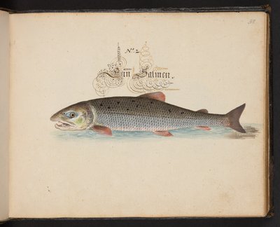 "En exakt naturlig beskrivning och avgränsning av vattenfåglar, fiskar, fyrfotade bestar, insekter och maskar, som finns i vattnet vid Strassburg [Strasbourg], som jag själv sköt och hanterade. Leonard Baldner, Fisher and Citizen i Strassburg ", c av Leonhard Baldner
