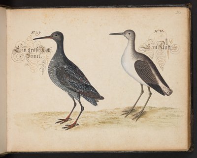 "En exakt naturlig beskrivning och avgränsning av vattenfåglar, fiskar, fyrfotade bestar, insekter och maskar, som finns i vattnet vid Strassburg [Strasbourg], som jag själv sköt och hanterade. Leonard Baldner, Fisher and Citizen i Strassburg ", c av Leonhard Baldner
