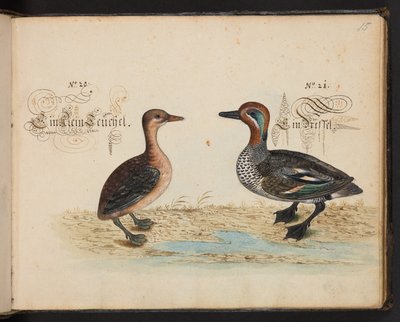 "En exakt naturlig beskrivning och avgränsning av vattenfåglar, fiskar, fyrfotade bestar, insekter och maskar, som finns i vattnet vid Strassburg [Strasbourg], som jag själv sköt och hanterade. Leonard Baldner, Fisher and Citizen i Strassburg ", c av Leonhard Baldner