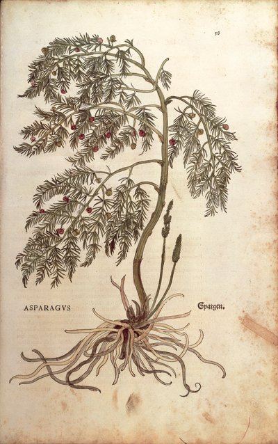 Sparris (Asparagus officinalis) av Leonhart Fuchs från De historia stirpium commentarii insignes (Notable Commentaries on the History of Plants), färgat gravyr. av Leonhard Fuchs