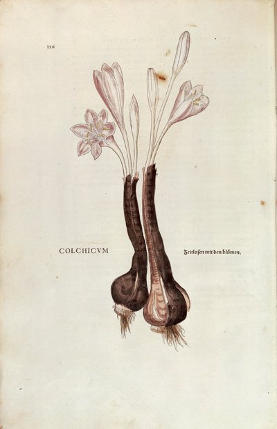 Höstkrokus (Autumn Colchicum) av Leonhart Fuchs från De historia stirpium commentarii insignes (Anmärkningsvärda kommentarer om växternas historia), färgstickad gravyr av Leonhard Fuchs