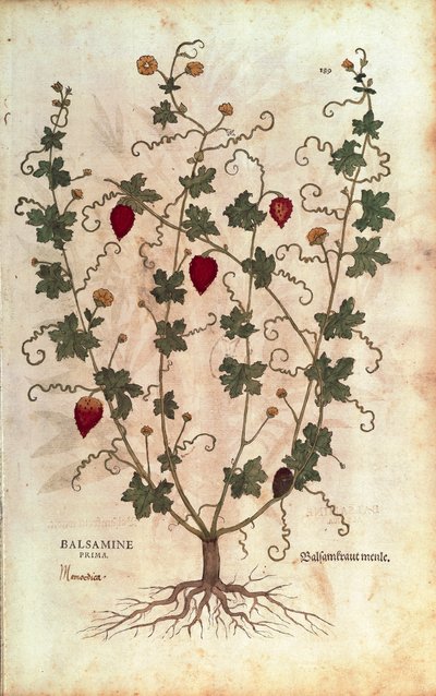 Balsamäpple (Momordica balsamina) av Leonhart Fuchs från De historia stirpium commentarii insignes (Anmärkningsvärda kommentarer om växternas historia), färgstickad gravyr av Leonhard Fuchs