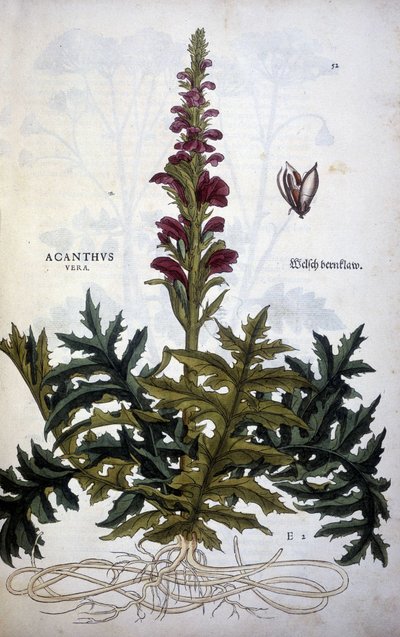 Botanisk platta: Acanthus eller Acanthus - i "The History of the Stirpium Commentaries" av Leonhart Fuchs av Leonhard Fuchs