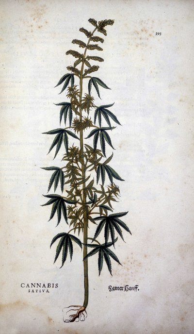 Cannabis Sativa (Hemp Cultivtive) - i "The History of Racism" av Leonhart Fuchs av Leonhard Fuchs