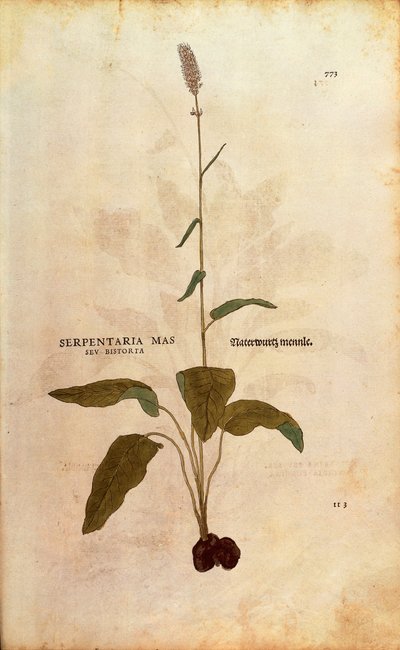 Vanlig bistort - Persicaria bistorta eller Bistorta polygonum (Serpentaria mas seu bistorta) av Leonhart Fuchs från De historia stirpium commentarii insignes (Anmärkningsvärda kommentarer om växternas historia) färgstickad gravyr av Leonhard Fuchs