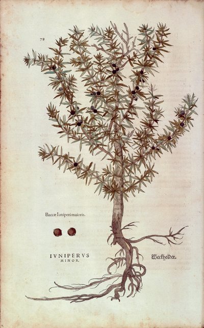 Enbär - Juniperus communis (Juniperus minor) av Leonhart Fuchs från De historia stirpium commentarii insignes (Anmärkningsvärda kommentarer om växternas historia) färgstick av Leonhard Fuchs