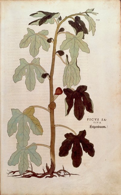Vanligt fikon - Ficus carica (Ficus sativa) av Leonhart Fuchs från De historia stirpium commentarii insignes (Anmärkningsvärda kommentarer om växternas historia), färgstickad gravyr av Leonhard Fuchs