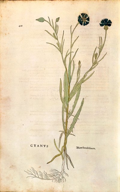 Blåklint (Centaurea cyanus) av Leonhart Fuchs från De historia stirpium commentarii insignes (Anmärkningsvärda kommentarer om växternas historia), färgstickad gravyr av Leonhard Fuchs