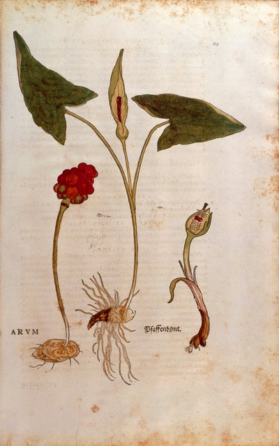 Cuckoo Pint eller italienska herrar och damer - Arum italicum (Arum) av Leonhart Fuchs från De historia stirpium commentarii insignes (Anmärkningsvärda kommentarer om växternas historia), färgstickad gravyr av Leonhard Fuchs