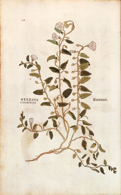Åkerbinda - Convolvulus arvensis (Helxine cissampelos) av Leonhart Fuchs från De historia stirpium commentarii insignes (Anmärkningsvärda kommentarer om växternas historia) färgstick av Leonhard Fuchs