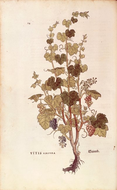 Grape vine (Vitis vinifera) av Leonhart Fuchs från De historia stirpium commentarii insignes (Anmärkningsvärda kommentarer om växternas historia), färgad gravyr av Leonhard Fuchs