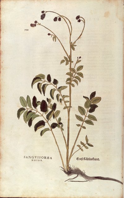 Stor brännskada - Sanguisorba officinalis (Sanguisorba major) av Leonhart Fuchs från De historia stirpium commentarii insignes (Anmärkningsvärda kommentarer om växternas historia) färggravyr av Leonhard Fuchs