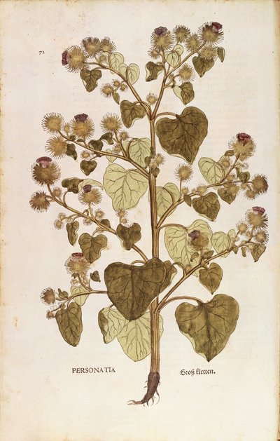 Greater Burdock - Arctium lappa (Personatia) av Leonhart Fuchs från De historia stirpium commentarii insignes (Anmärkningsvärda kommentarer om växternas historia), färgstick av Leonhard Fuchs