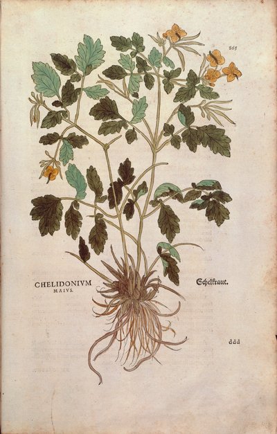 Svalört (Chelidonium majus) av Leonhart Fuchs från De historia stirpium commentarii insignes (Anmärkningsvärda kommentarer om växternas historia) färgstickad gravyr av Leonhard Fuchs
