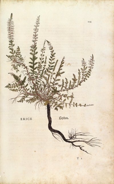 Heather - Calluna vulgaris (Erice) av Leonhart Fuchs från De historia stirpium commentarii insignes (Anmärkningsvärda kommentarer om växternas historia), färgad gravyr av Leonhard Fuchs