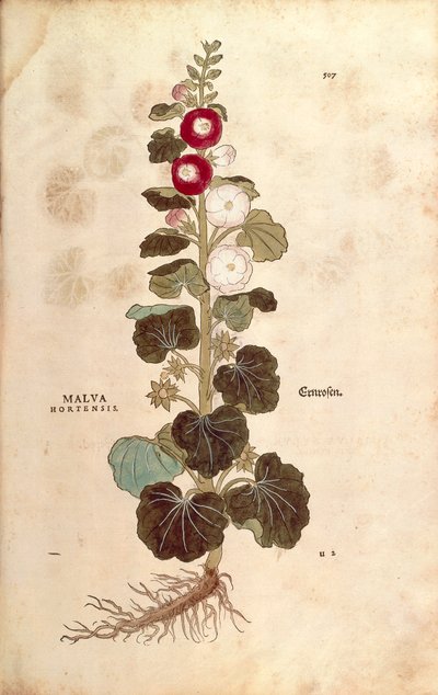 Hollyhock - Malvaceae - Alcea (Malva hortensis) av Leonhart Fuchs från De historia stirpium commentarii insignes (Anmärkningsvärda kommentarer om växternas historia) färgstickad gravyr av Leonhard Fuchs